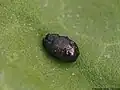Trachys fragariae, Latvia
