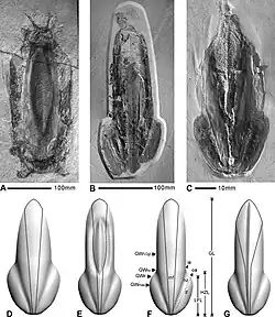 Different species of Trachyteuthis A. Trachyteuthis hastiformis B. Trachyteuthis nusplingensis C. Trachyteuthis teudopsiformis D. 3D reconstruction of the gladius of Trachyteuthis covacevichi E. 3D reconstruction of Trachyteuthis hastiformis; F. 3D reconstruction of Trachyteuthis nusplingensis; G. 3D reconstruction of Trachyteuthis teudopsiformis