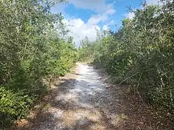 A trail with dense scrub and sandy trails