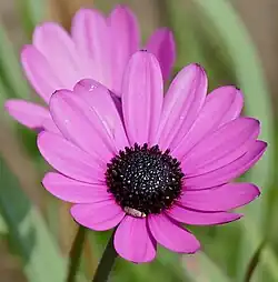 Close-up of flower in the wild in Africa