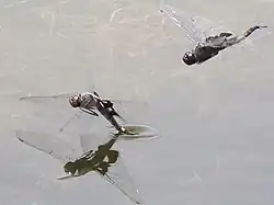 Guarded ovipositing