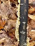 A very creamy-colored group of brackets.