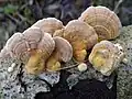 A smaller cluster with more indistinct growth rings.