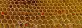 Honeycomb section containing transition from worker to drone (larger) cells – here bees make irregular and five-cornered cells (marked with red dots).