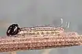 Larva