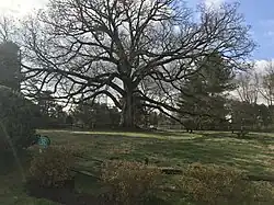 big tree in early spring
