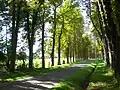 Tree avenue in Normandy, France