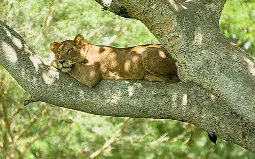 A lion resting in a tree using a leg as a pillow