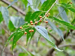With fruit