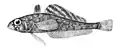 Slender scalyhead (T. lepidorhinus)