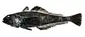 Scaly rockcod (T. loennbergii)