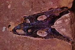 Skull of the temnospondyl amphibian Trematosaurus brauni