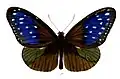 male dorsal view