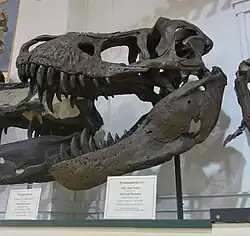 Skull of Duffy the T. rex