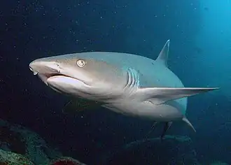 Photo of a swimming whitetip reef shark, facing three-quarters towards the camera