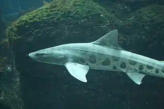 The leopard shark angles its pectoral fins as hydrofoils to control its pitch.