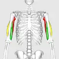 Still image. Anterior view.