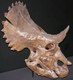 Sierra Triceratops skull