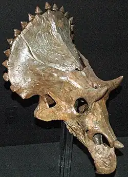 Afternoon Delight the Triceratops