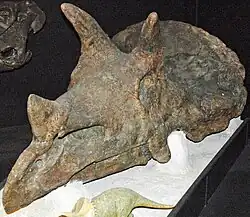 Mort the Triceratops