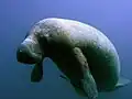 West Indian Manatee