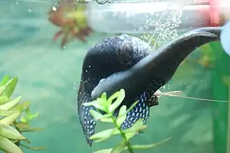 Spawning