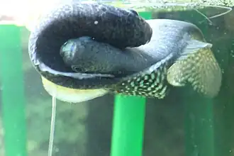 Mating