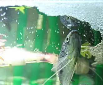 Male with bubble nest