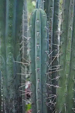 Stem