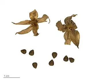 Trichodesma zeylanicum - MHNT