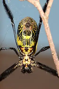 female