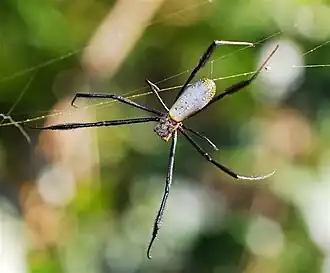 female