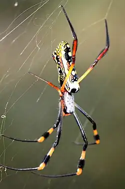 juvenile female