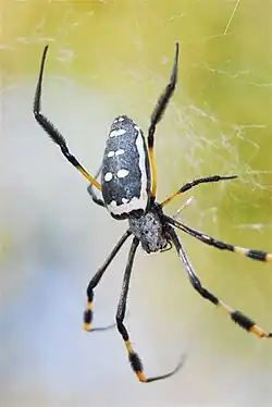 female