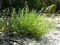 Whole plant