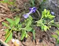 Flower and leaves