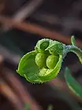 Immature nutlets