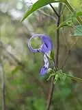 Flower, side profile