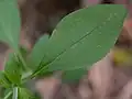 Adaxial leaf surface