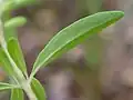 Abaxial leaf surface