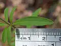 Leaf with scale