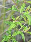 Leaves