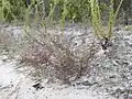 Whole plant