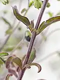 Stem