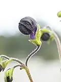 Budding flower