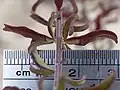 Leaves with scale