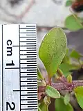 Leaf with scale