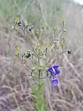 Inflorescence