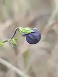 Budding flower