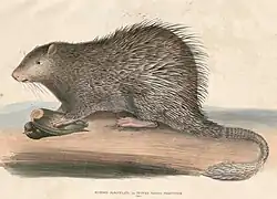 Drawing of a brown porcupine